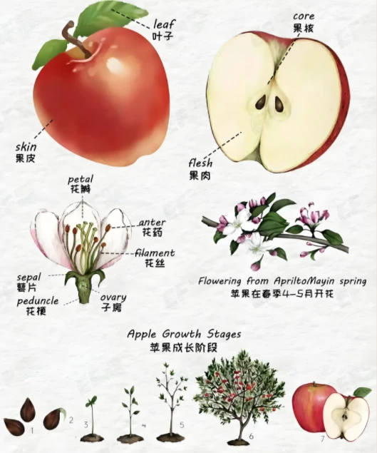 info-529-635